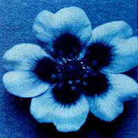 UV Bild einer Blüte